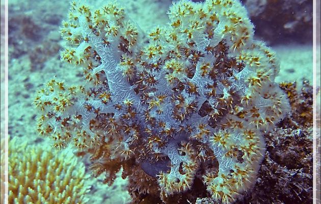 Corail mou épineux, Alcyonaire épineux ou translucide, Prickly alcyonarian (Dendronephthya spp.) - Spot Sugar Man - Tsarabanjina - Mitsio - Madagascar