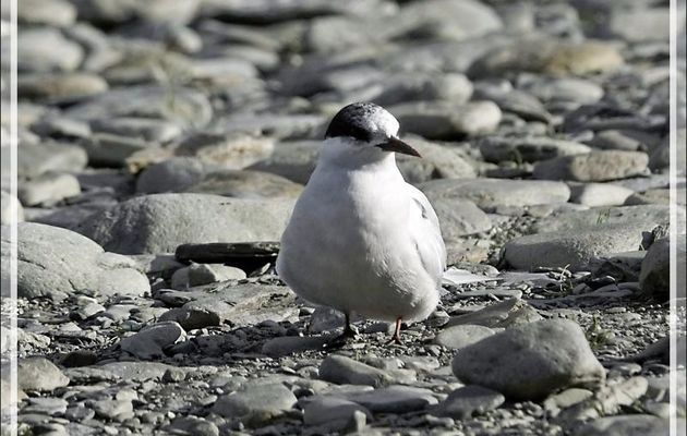 Sterne arctique, Arctic Tern (Sterna paradisaea) - Grytviken - Géorgie du Sud