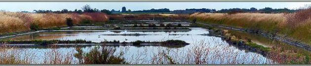  Paysage sur le marais aux avocettes - La Couarde-sur-Mer - Île de Ré - 17