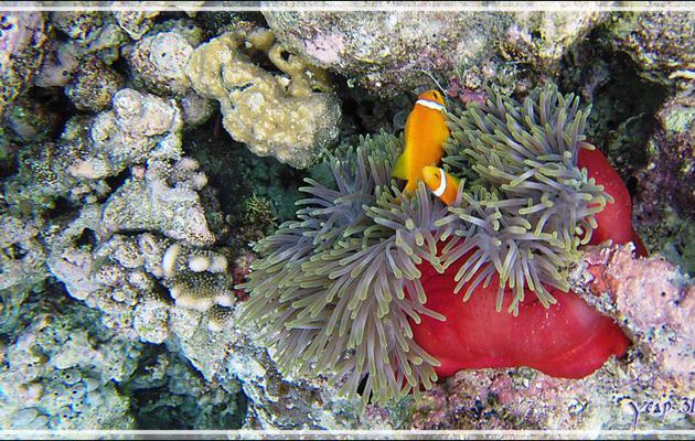 Anémone magnifique à pied rouge (Heteractis magnifica) et Poissons-clowns des Maldives (Amphiprion nigripes) - Snorkeling à Thudufushi - Atoll d'Ari - Maldives