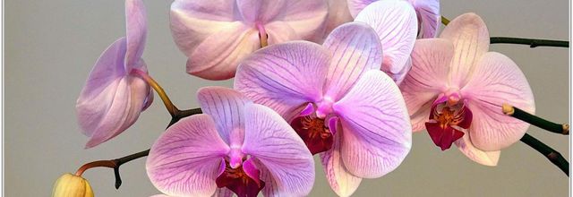 Orchidée Phalaenopsis (2)
