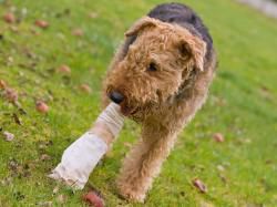 Le petit chien boiteux