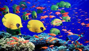 La grande barrière de Corail