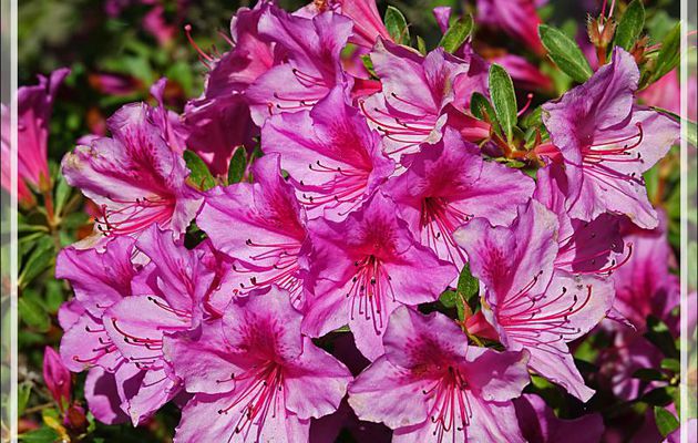 Azalées et Rhododendrons - Lartigau - Milhas - 31