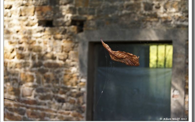 La feuille d'automne