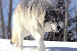 Le loup ... 