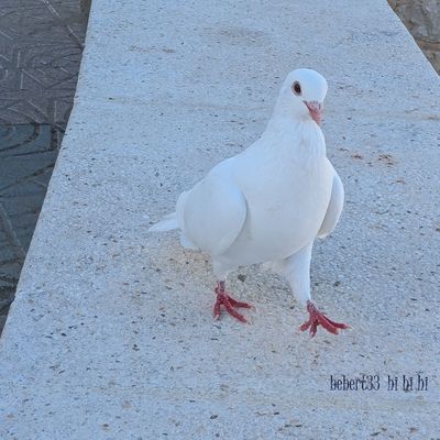 des oiseaux à Calpe - Espagne