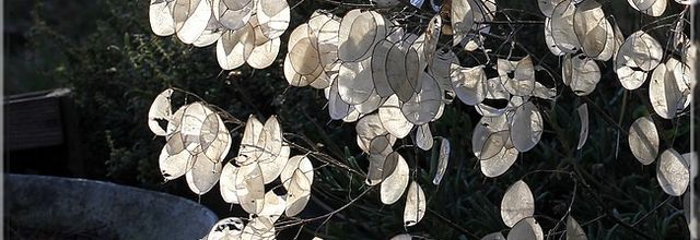 Lumières blanches au jardin après la tempête