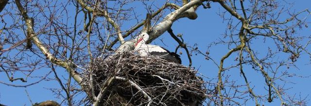 LES CIGOGNES DU MARAIS - HIERS-BROUAGE   CHARENTE-MARITIME