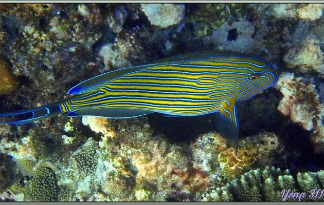 Poisson-chirurgien clown ou à lignes bleues ou zèbre (Acanthurus lineatus) - Anse Takamaka - Mahé - Seychelles