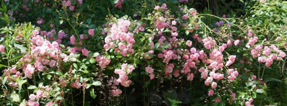 Un jour, une rose : Féérie the Fairy
