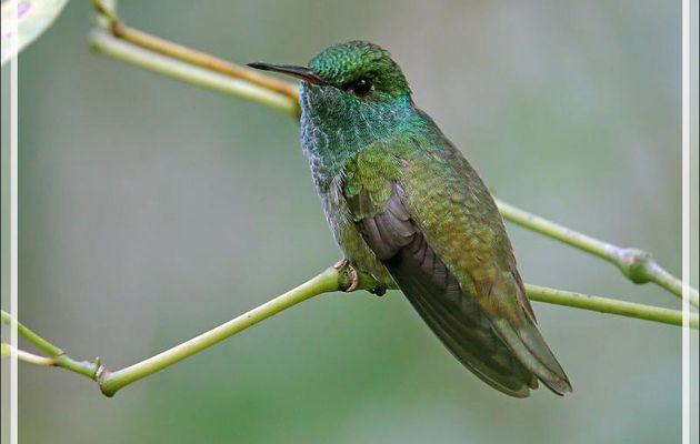 Sous réserve : Colibri Ariane de Linné, Glittering-throated Emerald (Amazilia fimbriata) - Parque das Aves - Foz do Iguaçu - Brésil