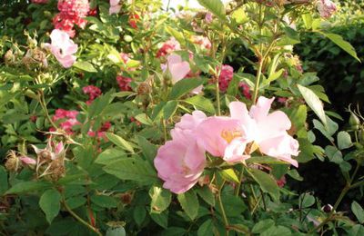 Rosa virginiana