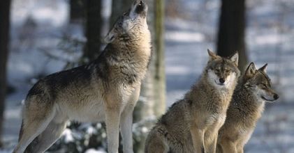 Hurler aux loups ... 