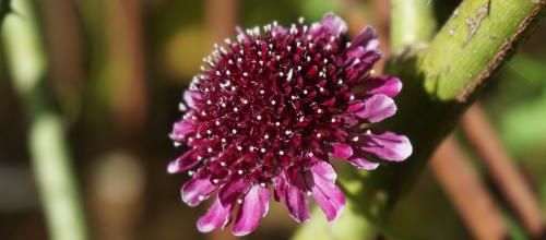 une belle pourpre