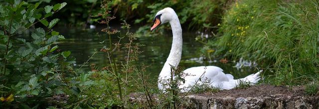Rambouillet : Deux ans de photographies d'oiseaux