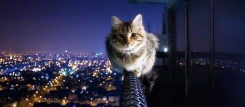 Protéger son chat d'une chute de balcon ou fenêtre
