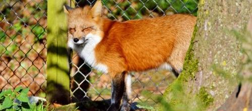Le renard...