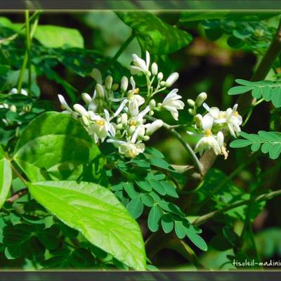 Fleurs de moringa 