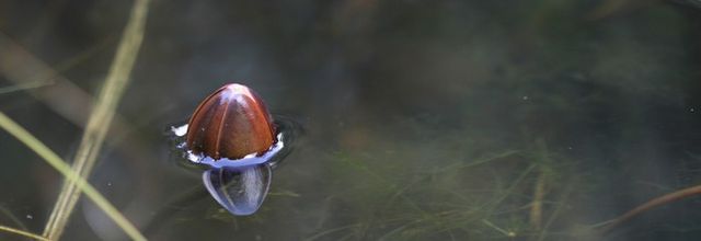 Promesse de nénuphar !