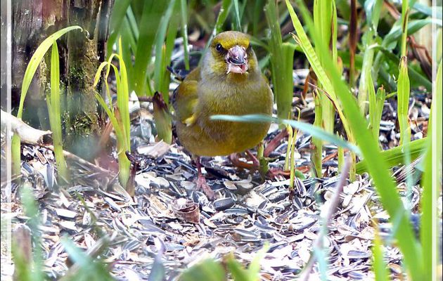 Verdier d'Europe, European Greenfinch (Chloris chloris) - Lartigau - Milhas - 31