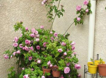 EB - La saison des roses fripées est revenue - mai 2021...