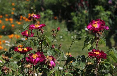 Pluie de roses au jardin