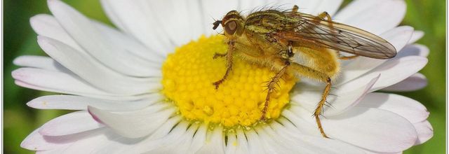 Mouche Scatophage du Fumier (3) - Scathophaga stercoraria
