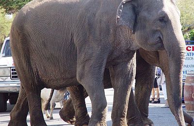 Deux éléphants handicapés recueillis au zoo de La Teste...