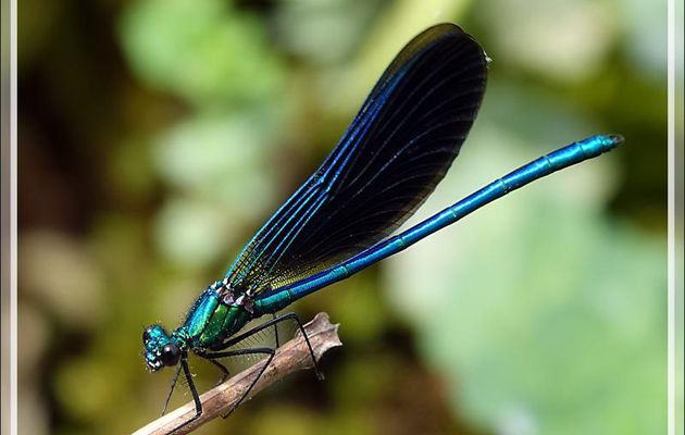 Libellule Caloptéryx vierge mâle (Calopteryx virgo) - Lartigau - Milhas - 31