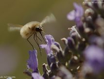 Bombyle minor ♂
