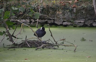 Rambouillet : Photos Nature : La Foulque Macroule
