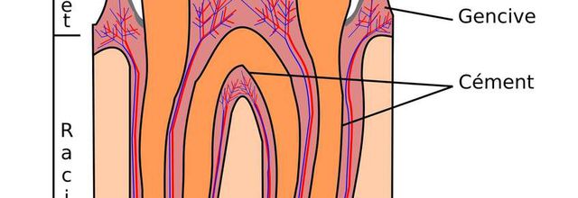 Pour guérir les caries, les dents pourraient se réparer toutes seules