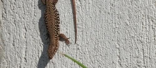 ...l'expression, y a pas d'lézard serait elle un fake...?