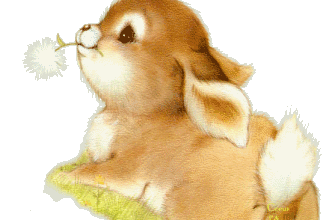 Petit lapin
