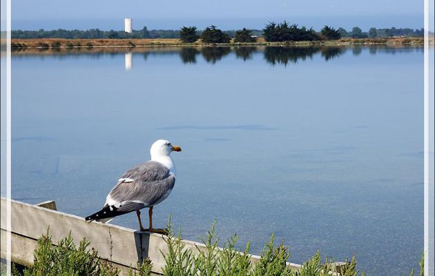 Goéland brun, Lesser Black-backed Gull (Larus fuscus) - Ars-en-Ré - Ile de Ré - 17