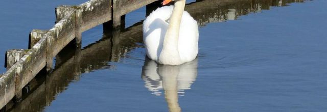 Cygne et reflets d'eau