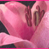 Cartonnettes - Printemps !