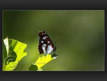 Sylvain azuré, (Limenitis reducta) - Nymphalidae