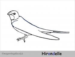 Coloriage hirondelle
