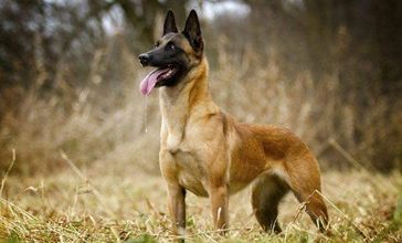 Race : mot permis pour les chiens, à éviter pour les humains !!!