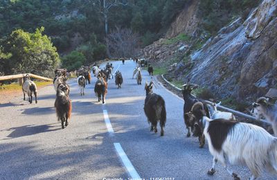 Chèvres sur la route de Porto, à Serriera - Corse