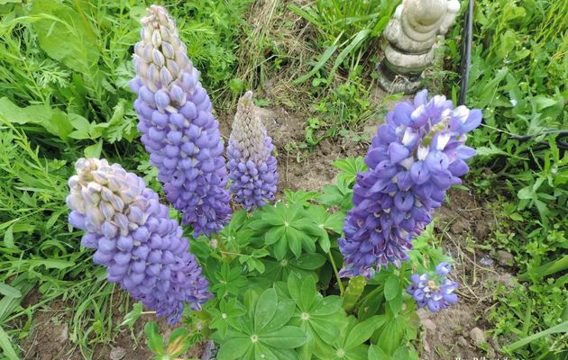 des lupins en fleurs