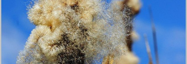 Massette (1) - Typha