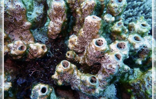 Éponge tubulaire indéterminée, probablement Liosina sp. - Spot Antsoha (Rocher 4ème Frère) - Tsarabanjina - Mitsio - Madagascar