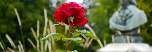 La statue et la rose (A & A et Cie n° 71)