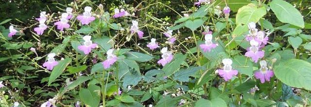 Impatiens balfourii  -  impatiente de Balfour, impatiente des jardins