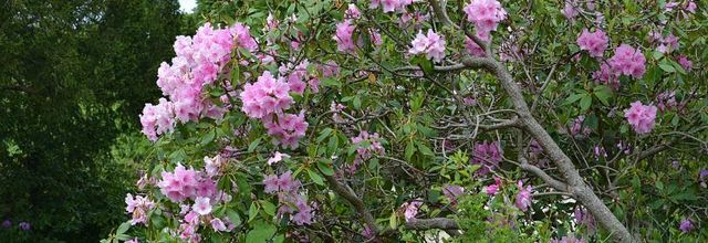 Rambouillet : Photos Nature : Rhododendron à grandes fleurs
