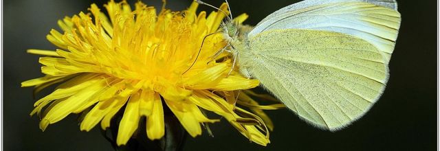 Piéride de la Rave (1) - Pieris rapae