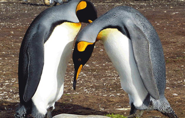 La cour de Monsieur Manchot Royal auprès de Madame en gif animé - Volunteer Point - Falkland Islands, Iles Malouines, Islas Malvinas